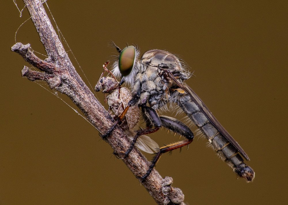 Robber Fly with Weevil kill