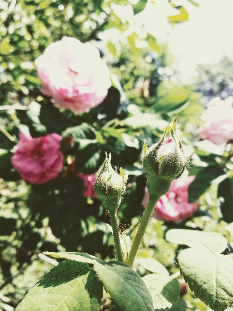 Little Pink Rose