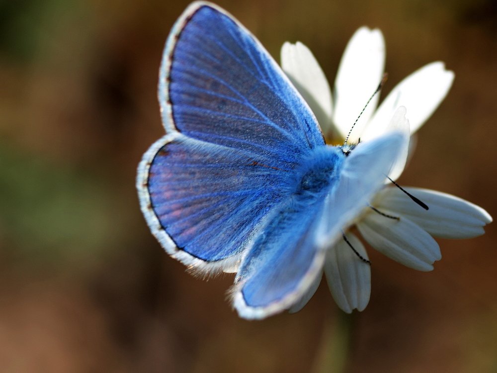 Любительница ромашек.