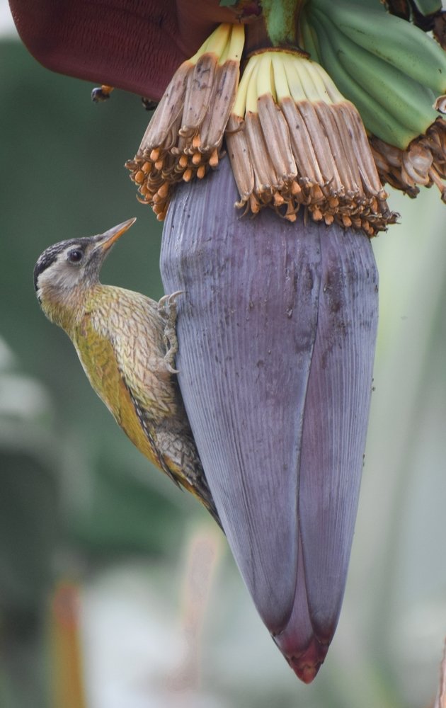Streak-throated Woodpecker