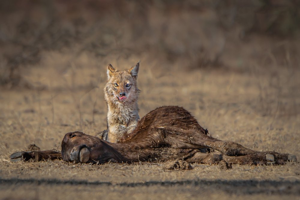 The Cleverest - Jackal