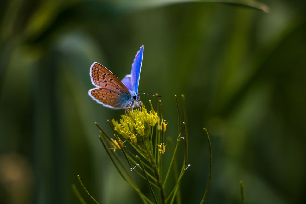 beautiful butterfly on Spring flowers