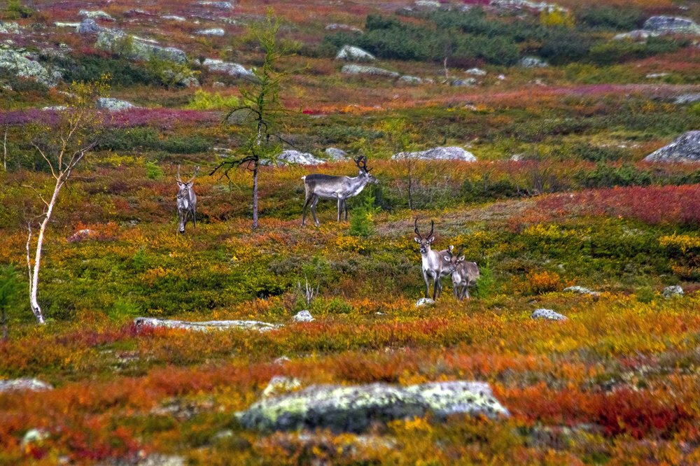 На осенних пастбищах