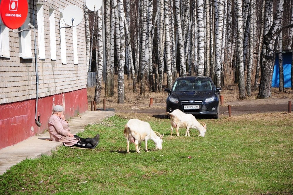 Выпас