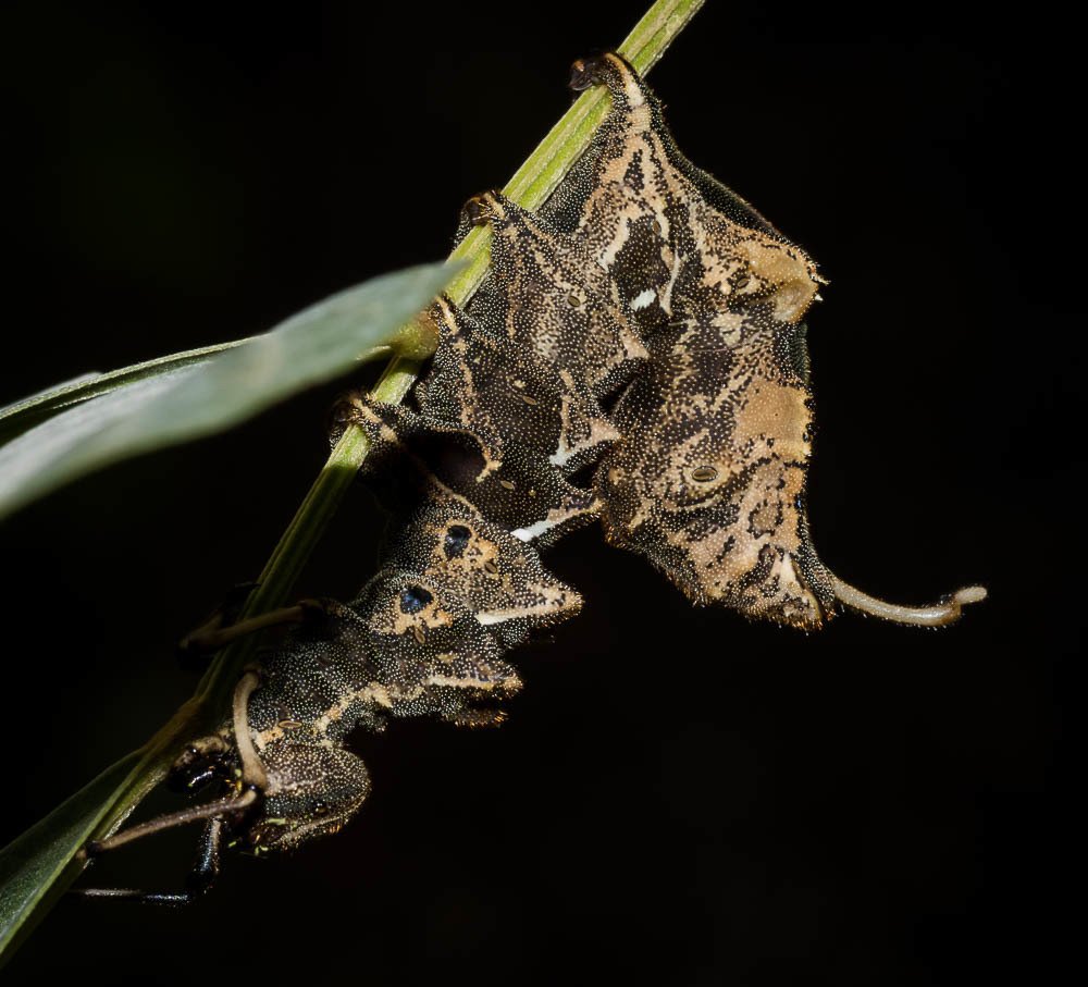 The Lobster Moth Caterpillar