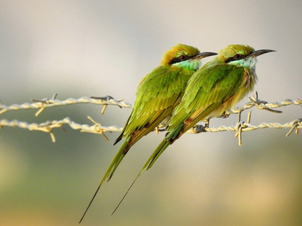 Bee-eater