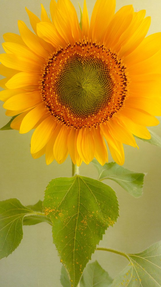 Photo #3258762