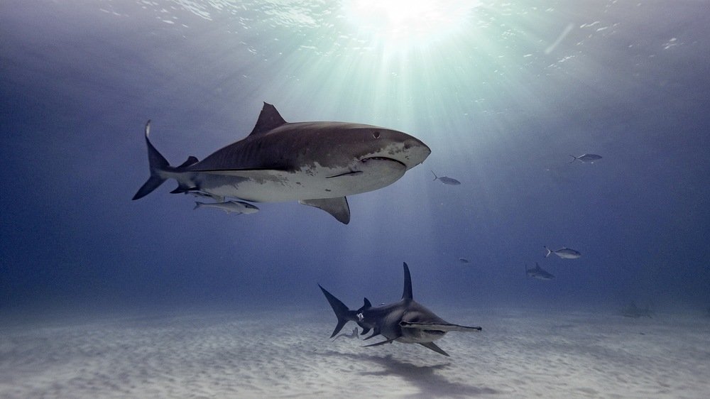 Two queens for a kingdom