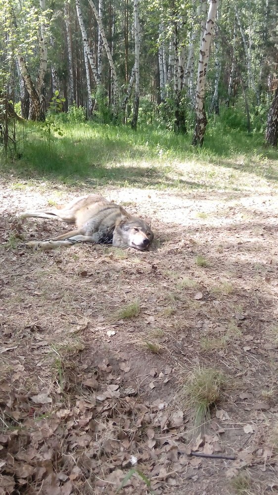 Photograph by Елена Кирпичникова