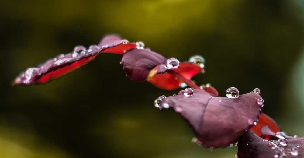 Drops of pearl