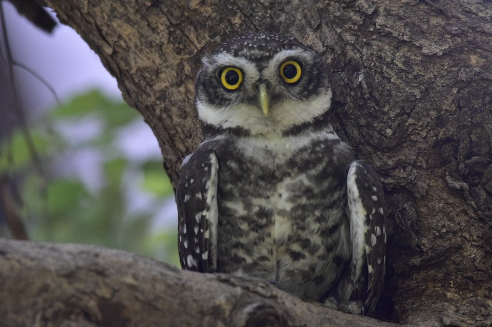Indian Spotted Owlet