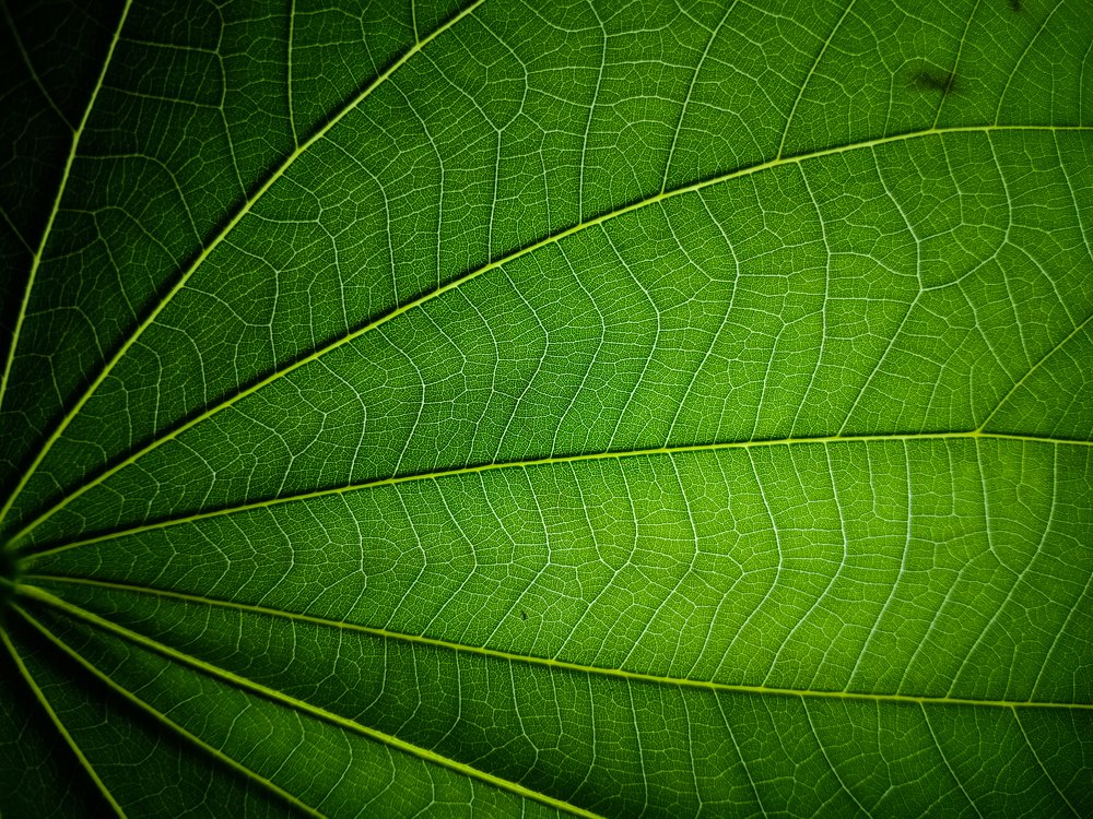Abstract leaf veins