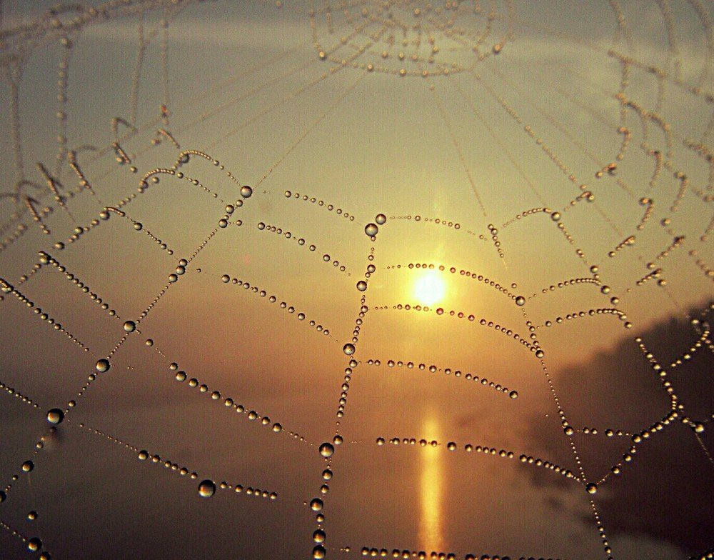 Восход сквозь паутину..