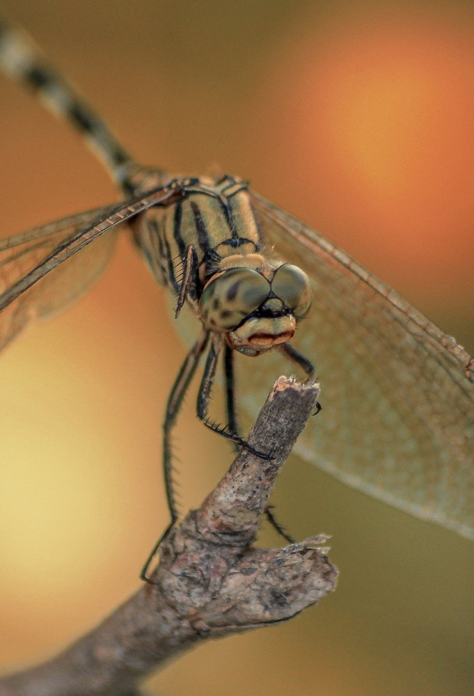 Macro of Dragonfly