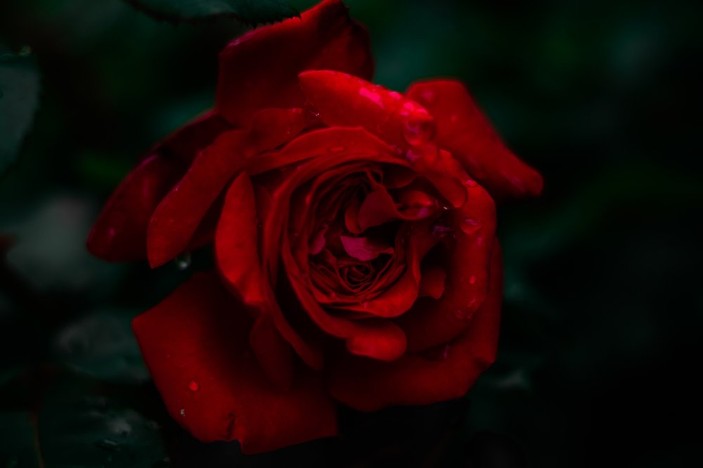 Juicy rose