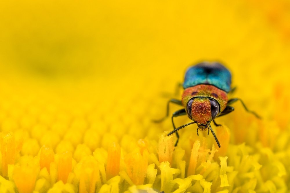 Photograph by Boris Dmitijeff