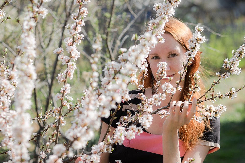 Цветёт вишня