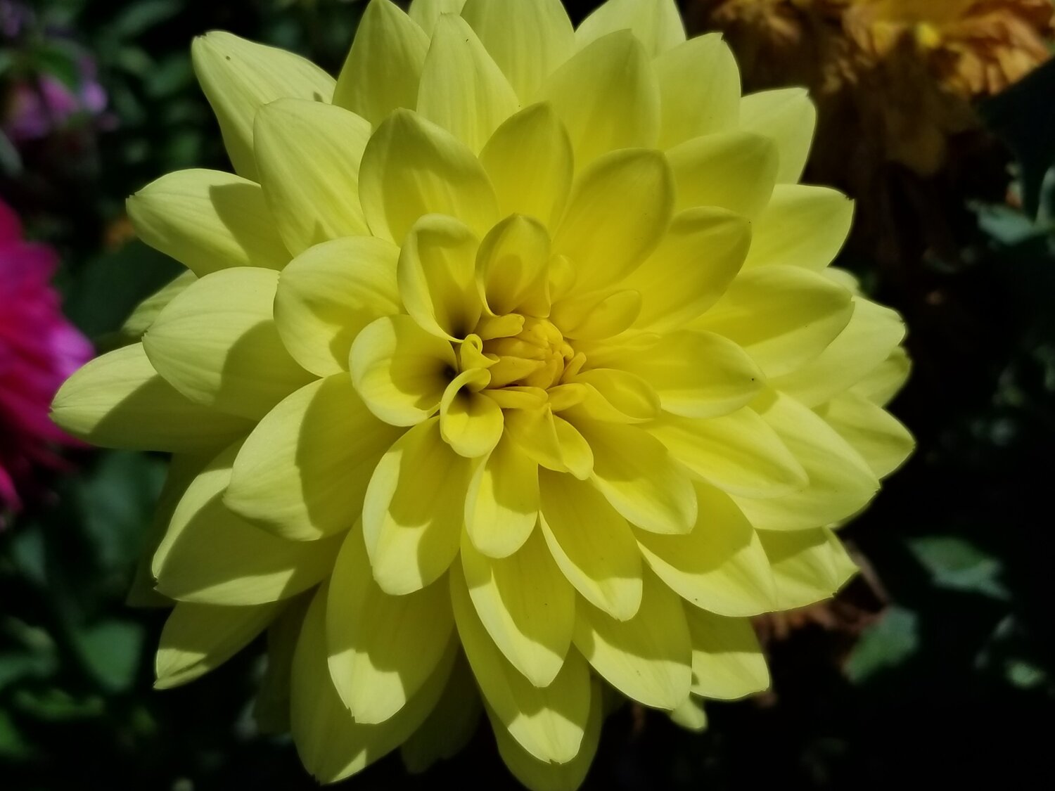 Flower
