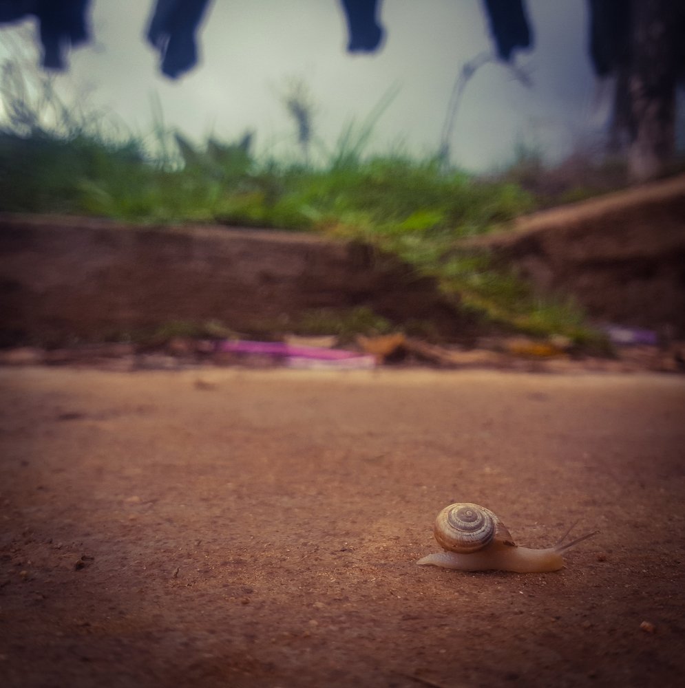 A little snail in a big world
