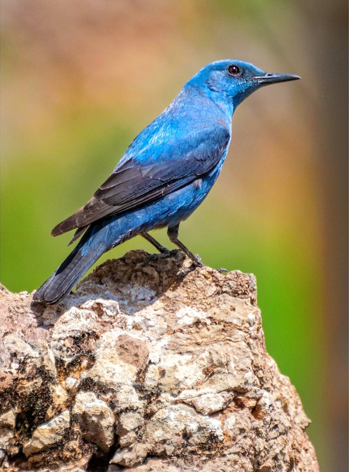 Blue Rock Thrush