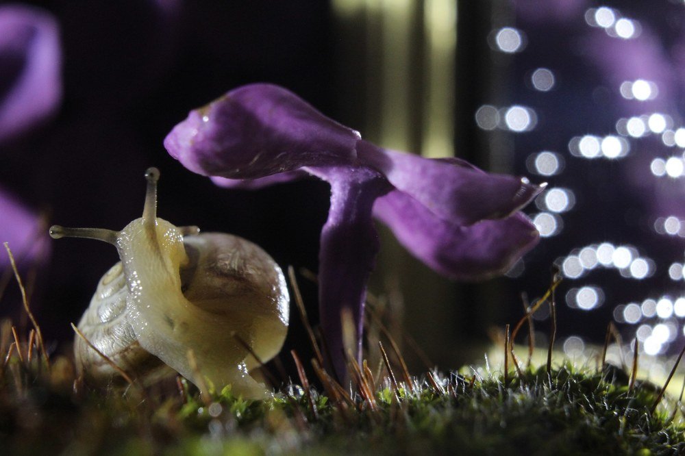 Самолюбование