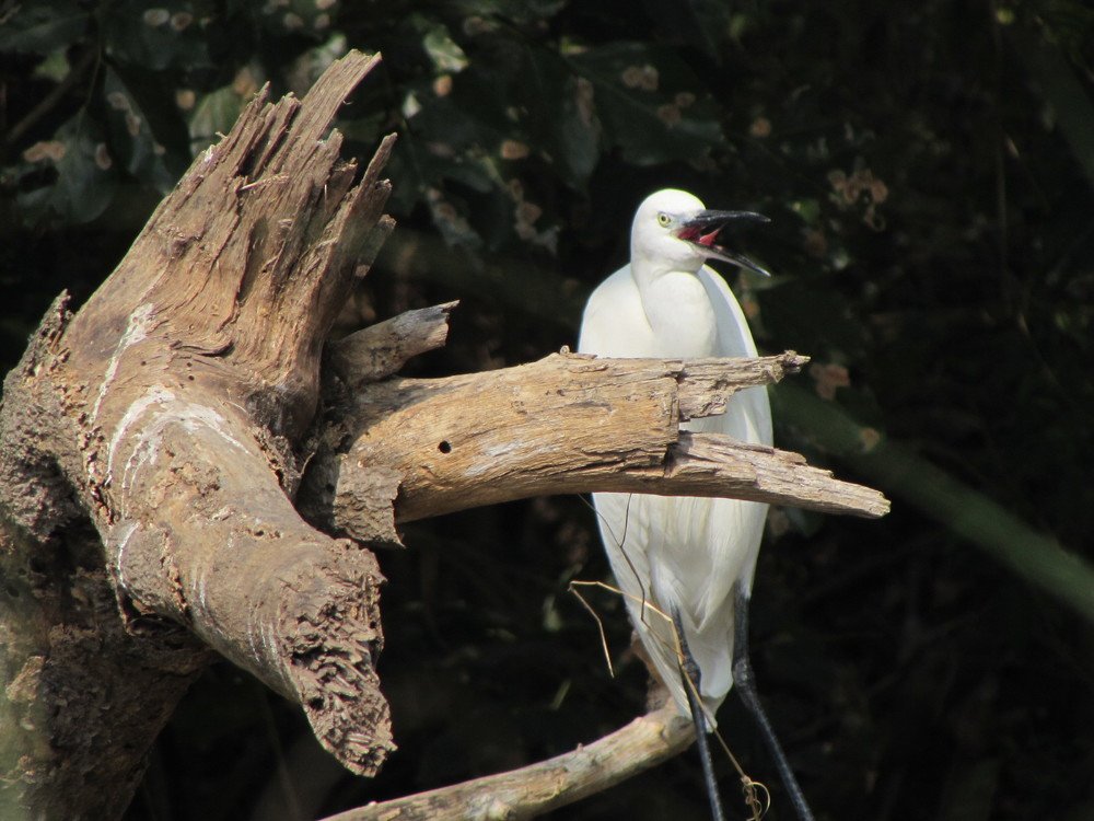 Egret