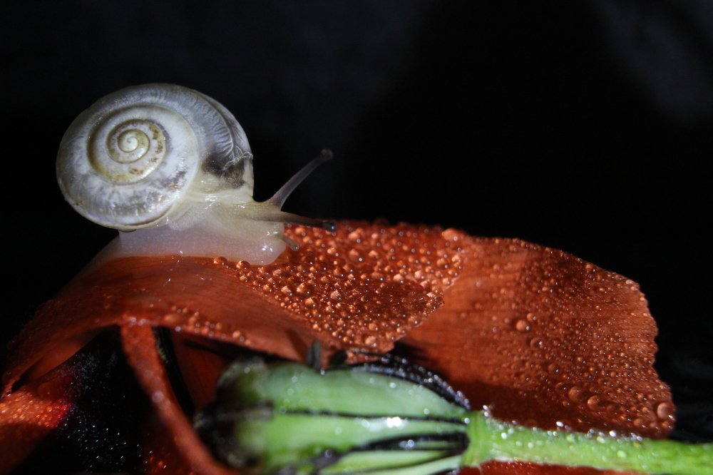 Улитка на маке