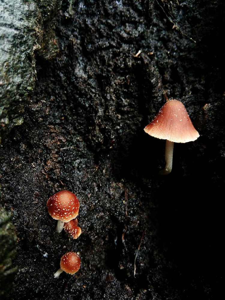 Mushrooms after Rain