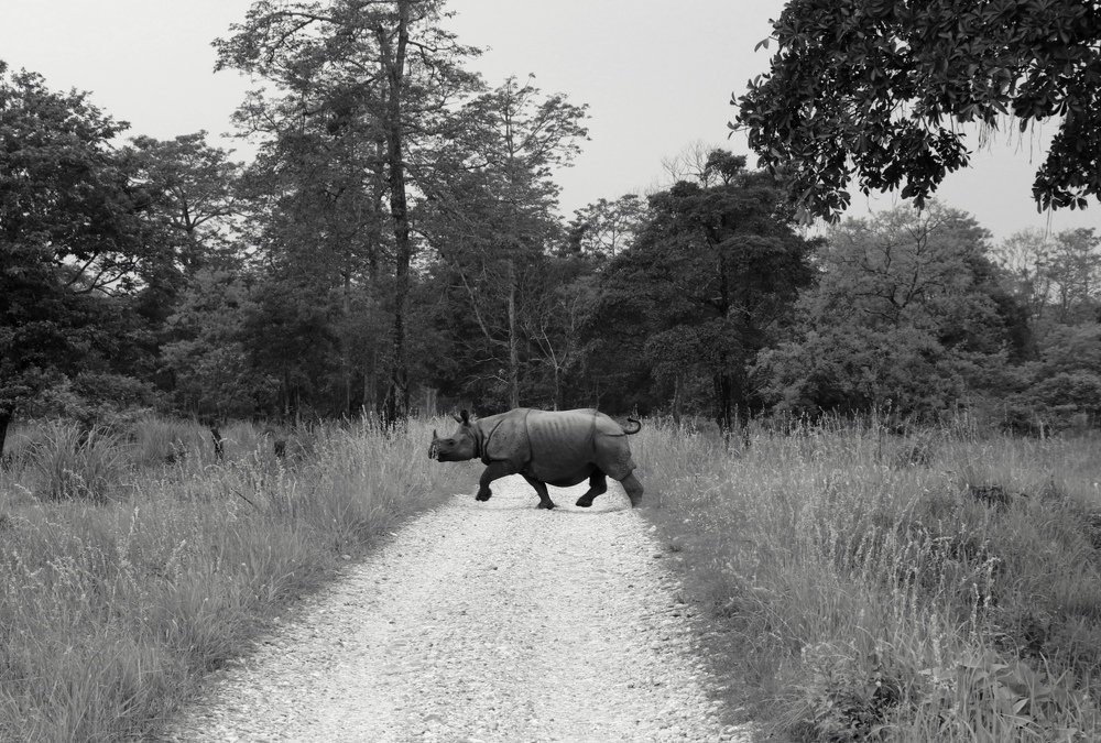 One Horns Rhino