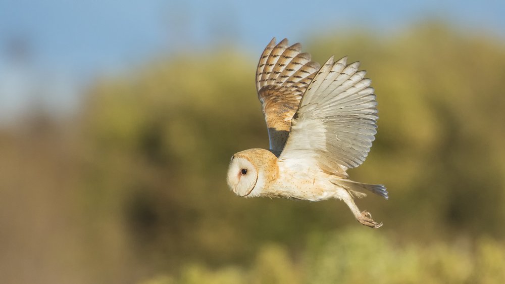 Barn Owl