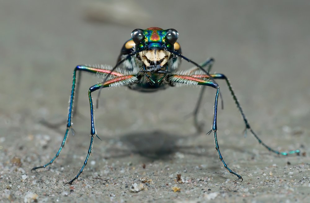 Tiger Beetle