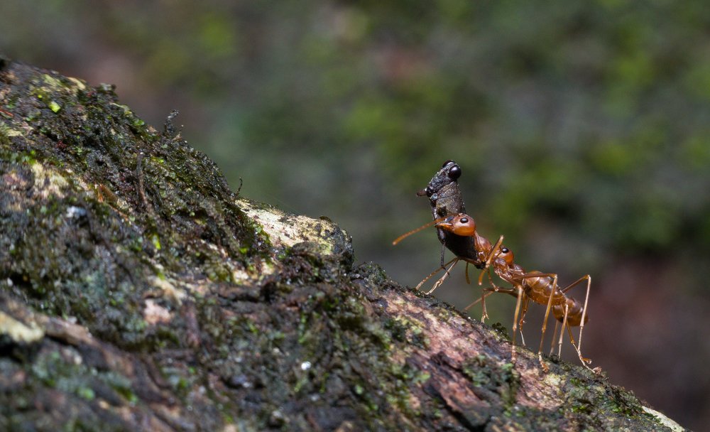 weaver ant