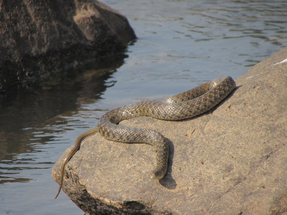 Keel back snake
