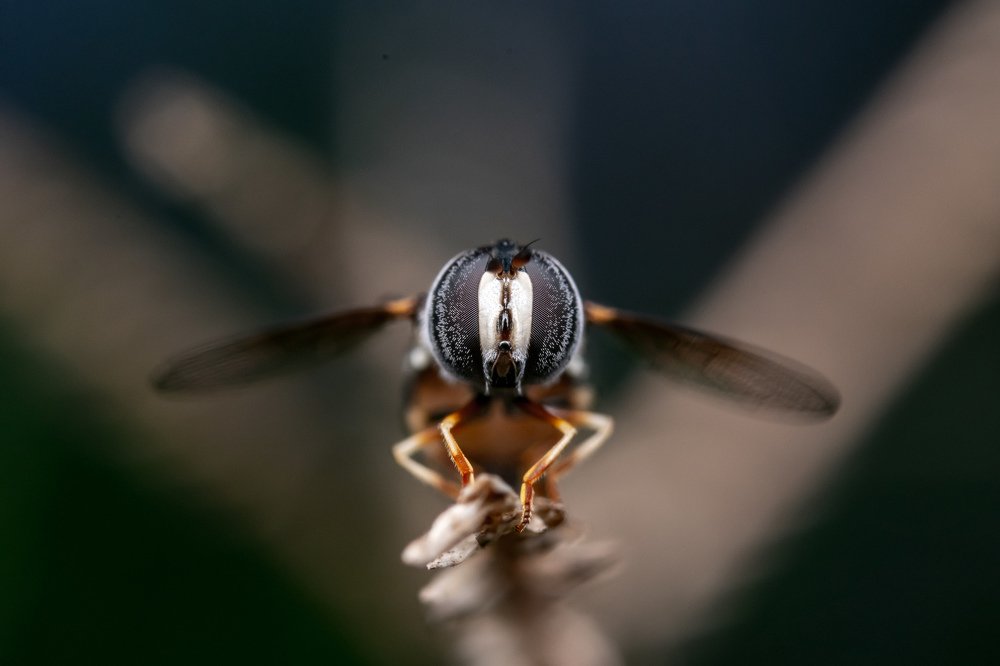Hover fly