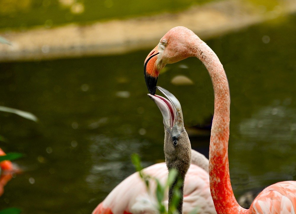 Детёныш фламинго