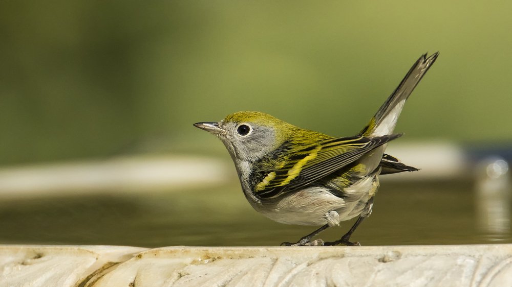Chestnut Sided Warbler