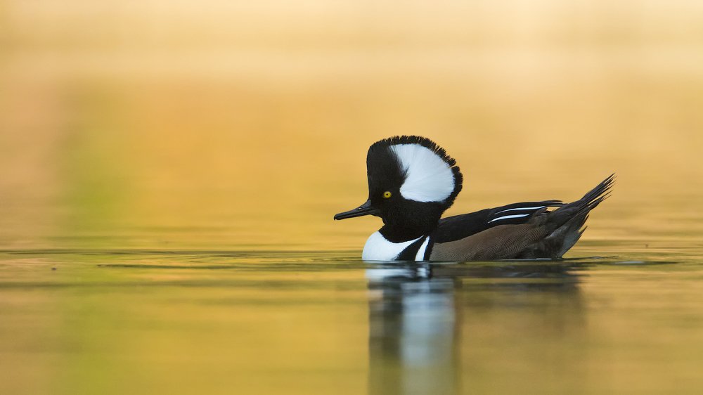 Hooded Merganser