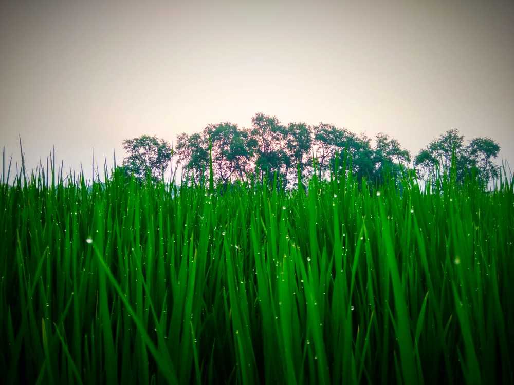 Nature's drops