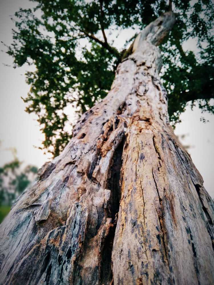 Dead nature beauty