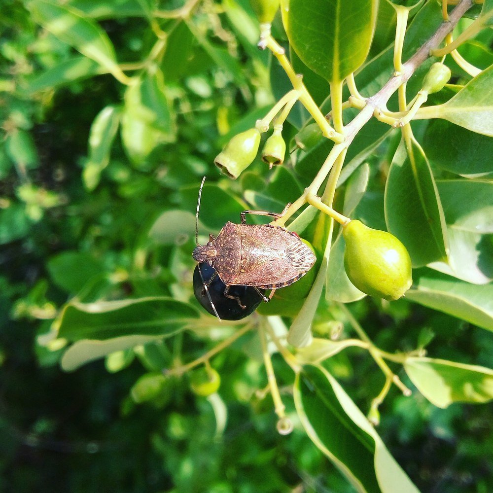 Bug Sitting on a plant