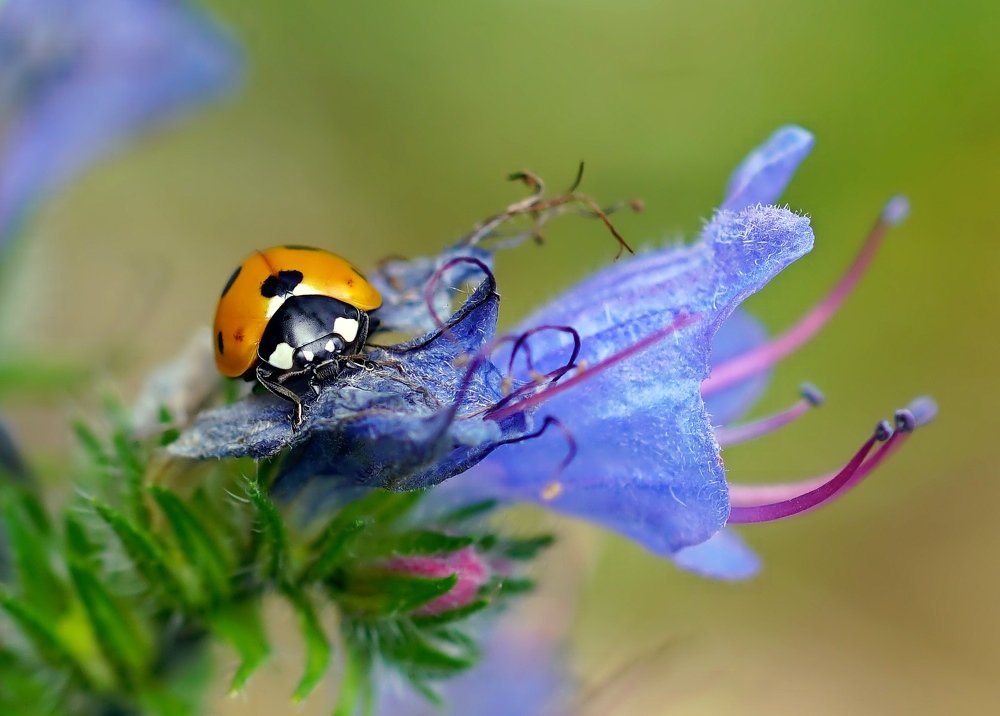 Божья коровка
