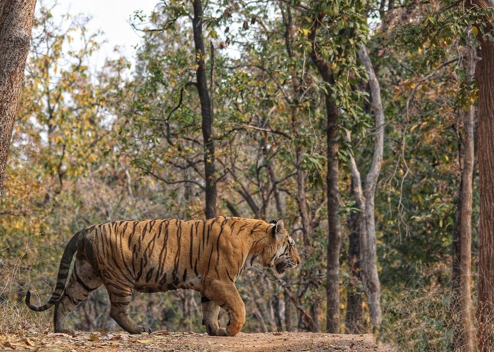 Look Closely The Tiger isn't Crossing the road the road is crossing the Jungle.