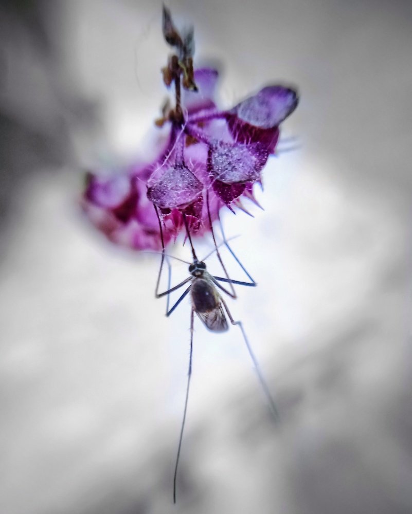 Macro shot