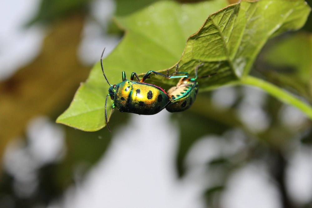 Photograph by Vikas Hirekude
