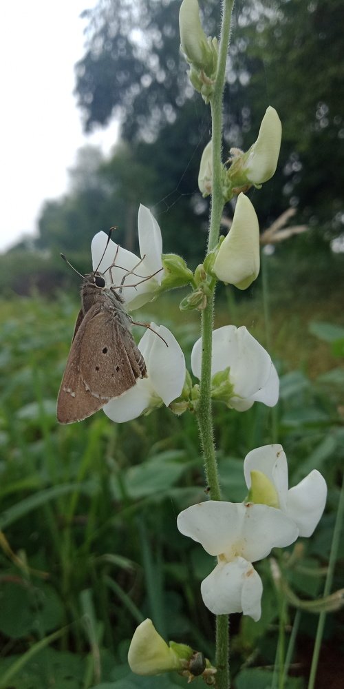 Honey eating butterfly