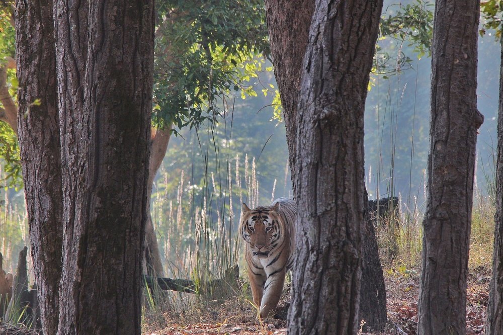 Different Shades of Indian Jungles.
