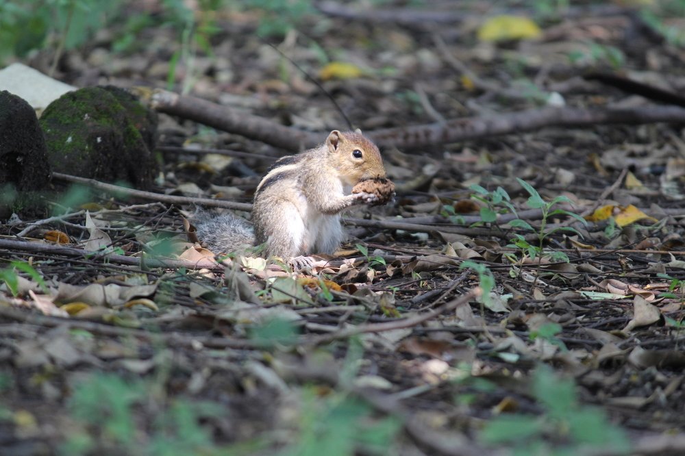 The Indian Palm Squirrel (Funambulus palmarum)