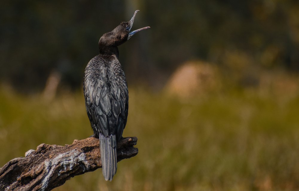 cormorant