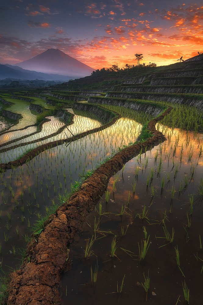 rice fields