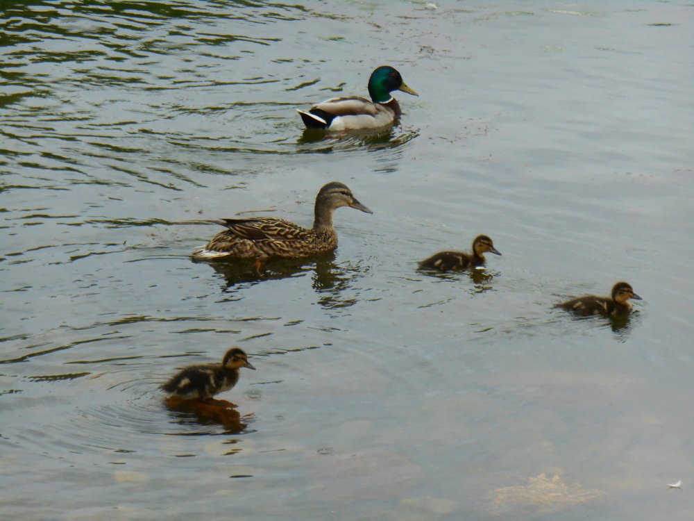 Фотография автора Настя Каляндра